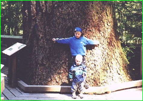 They have BIG trees in the Rain Forest!